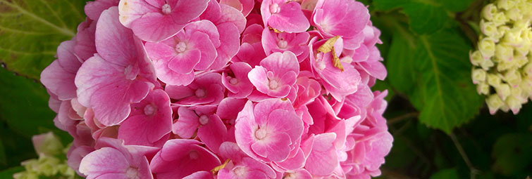 Mimi Ariesen veelzijdige vrijwilliger header Mimi Ariesen veelzijdige vrijwilliger header